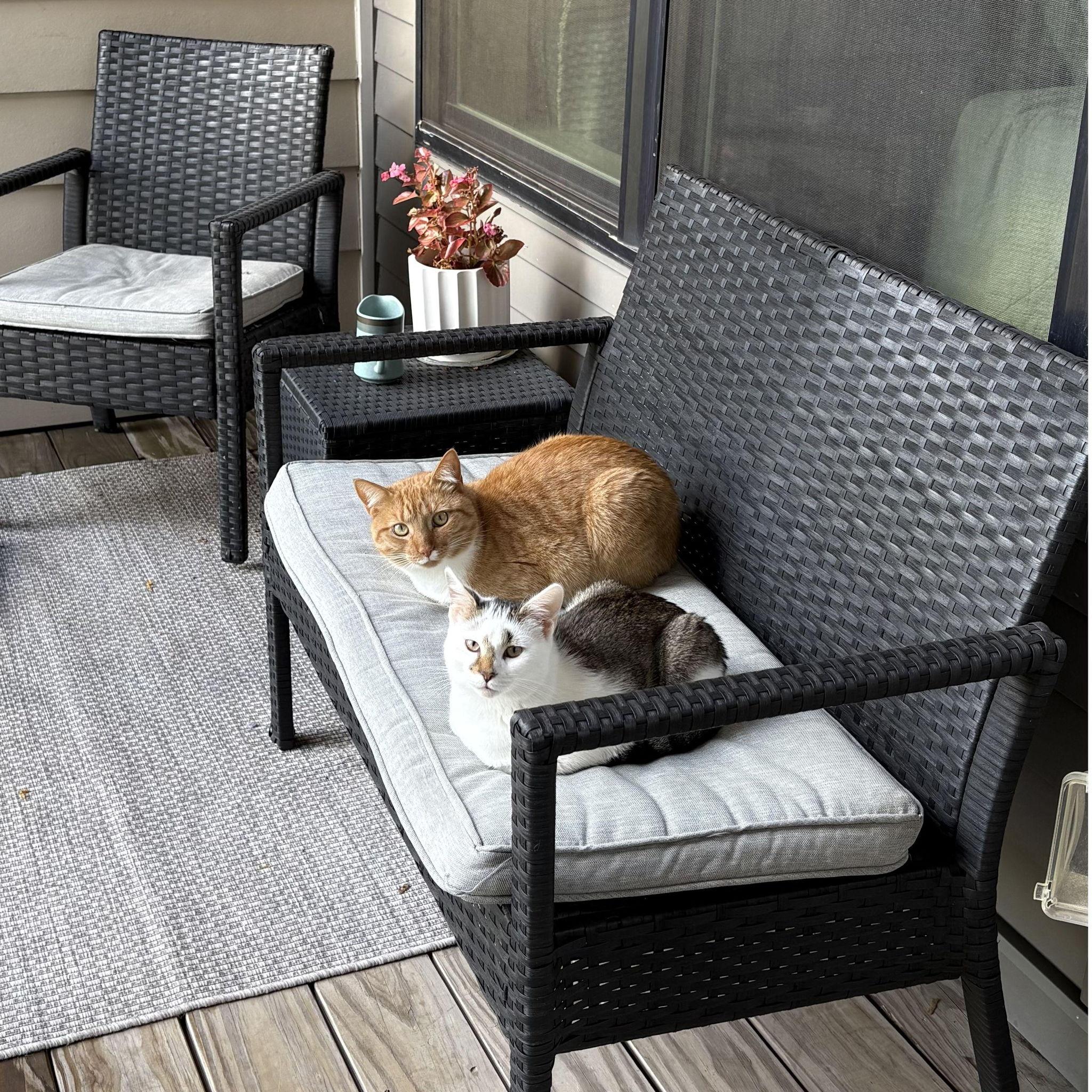 Our kitty children Gus & Finn