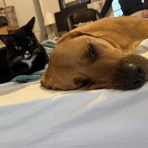 Pet Care Fund