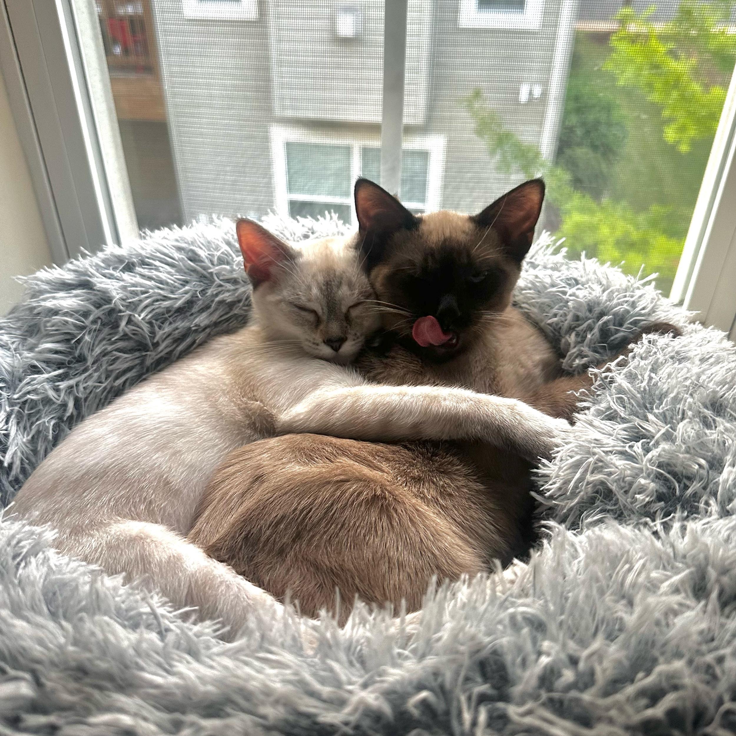 Whisker Litter Robot 4 - Self Cleaning Litter Box