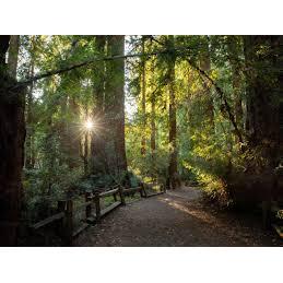 Amazing hiking in the redwoods
