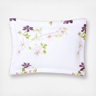 Clematis Sham