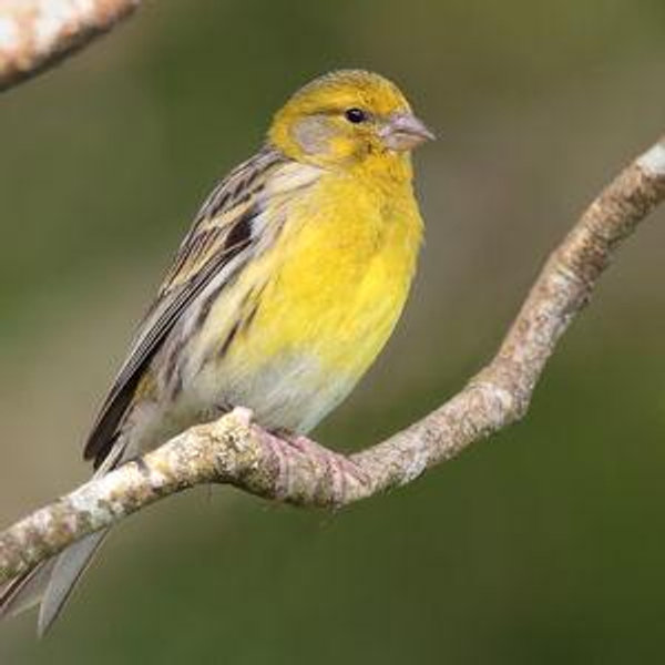Full-day Guided Birdwatching Tour