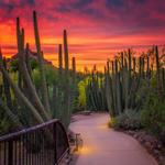 Desert Botanical Garden