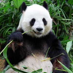 Tickets to Giant Panda Research Base in Chengdu