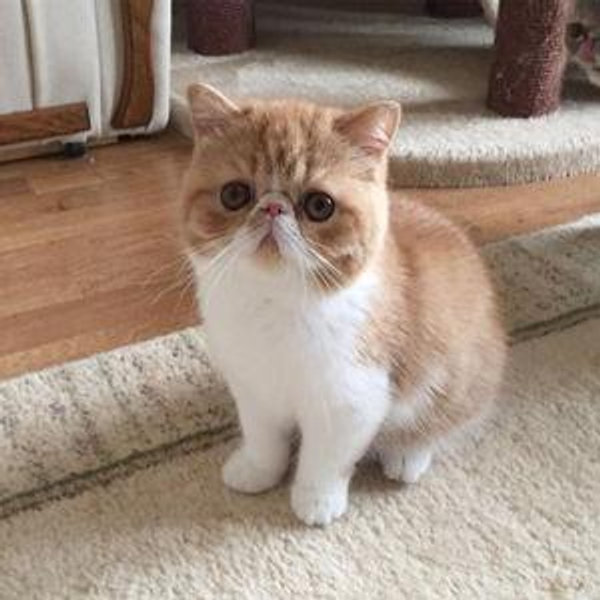 Our New Kitten (Joseph Doesn't Know) (Um novo gatinho - Surpresa)