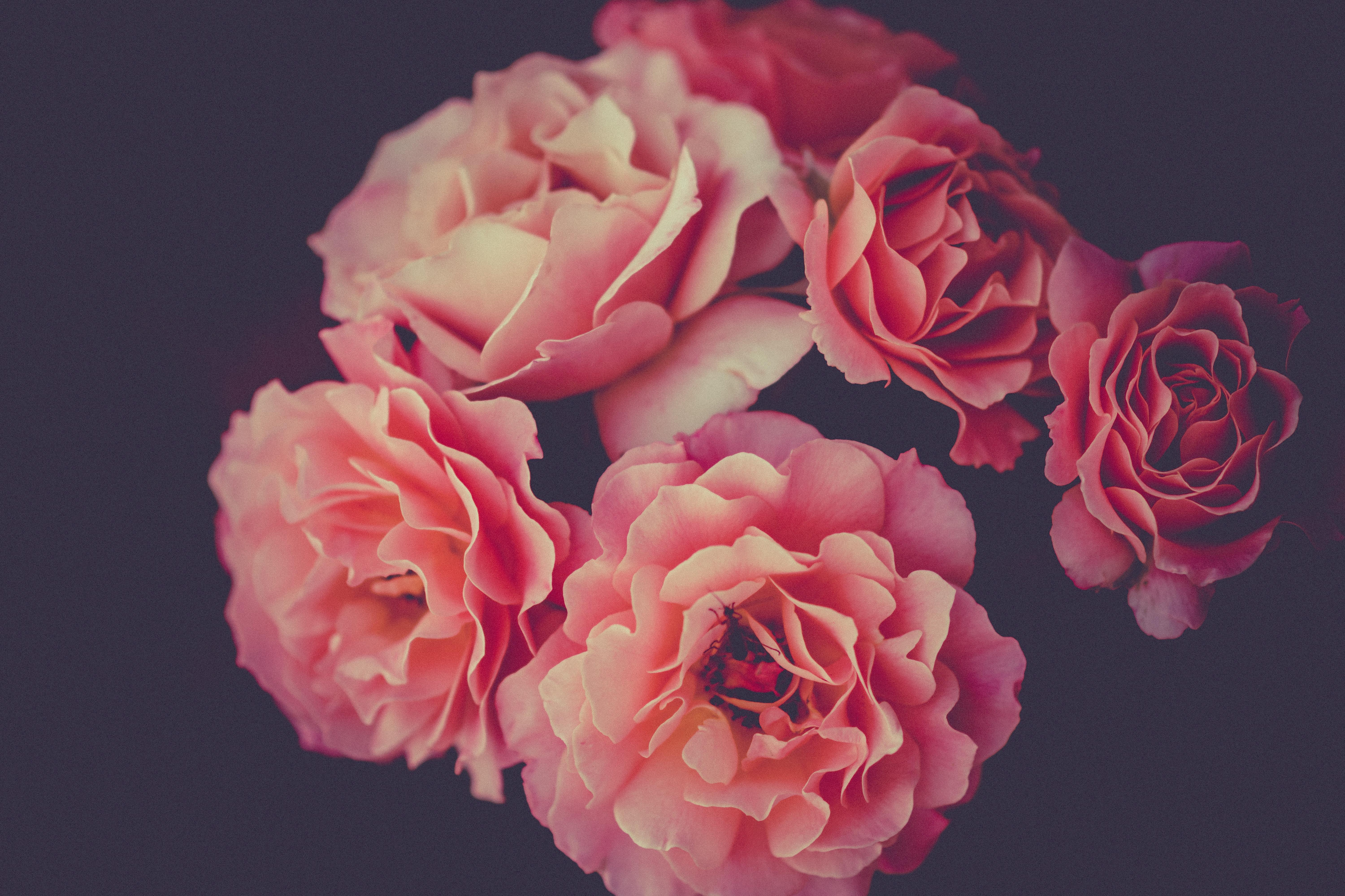 The Wedding Website of Kirby Teuila Grey and Benjamin Gregory Piff