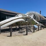Seymour Marine Discovery Center