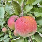 Showalter’s Orchard & Greenhouse