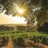 Wineries