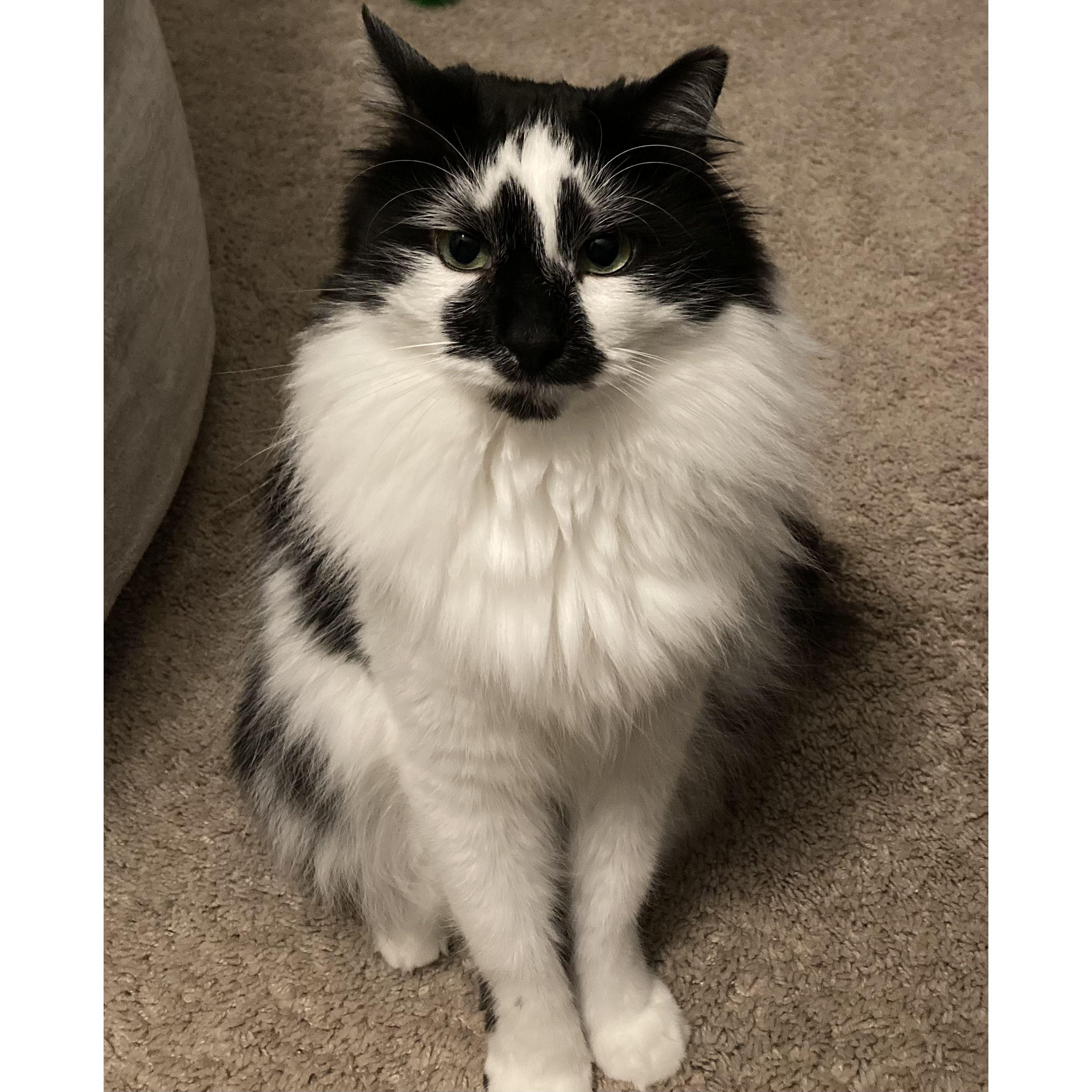 Albus