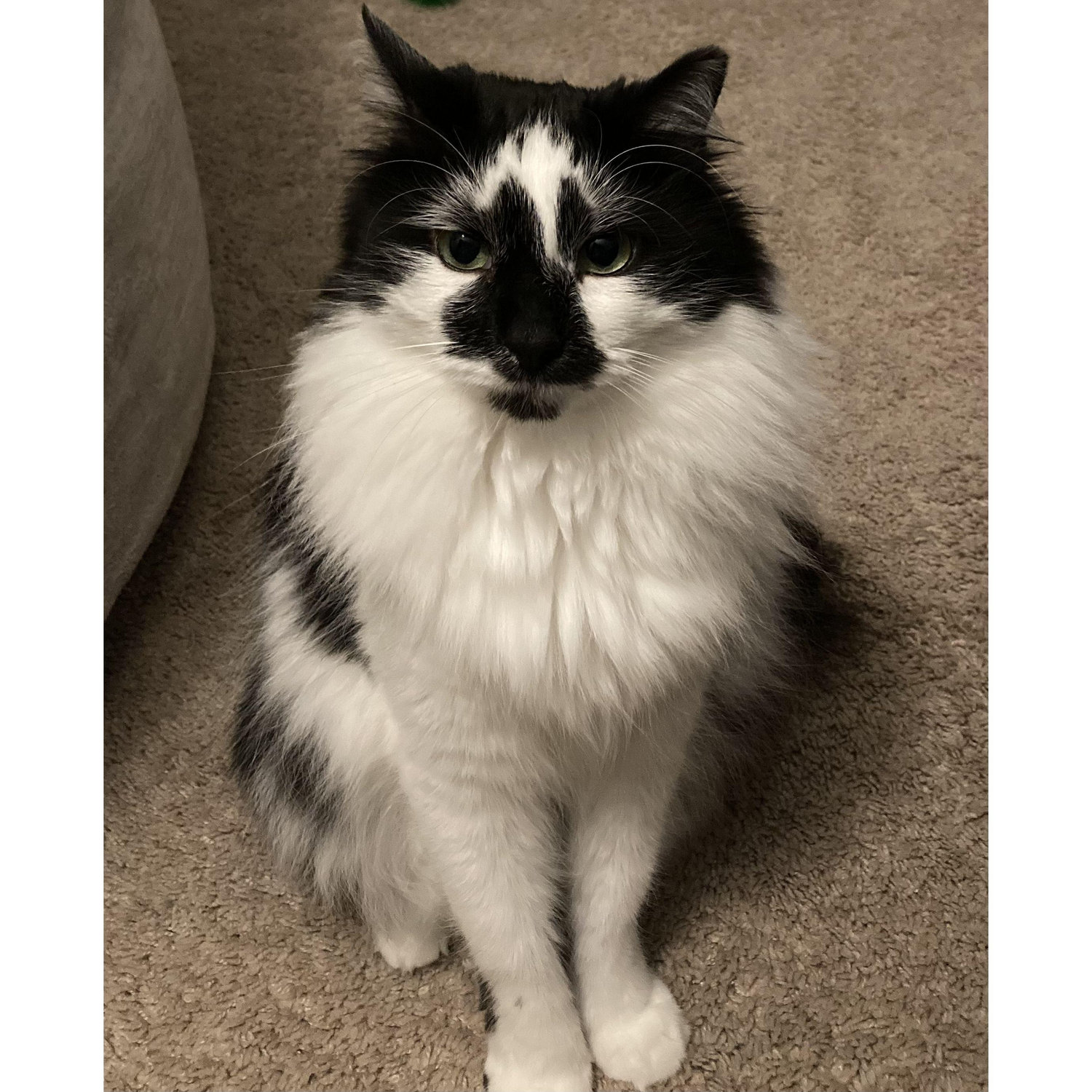Albus