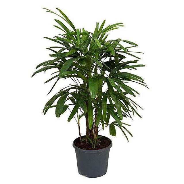AMERICAN PLANT EXCHANGE Lady Palm Rhapis Excelsa Indoor/Outdoor Air Purifier Live Plant, 6" 1 Gallon Pot