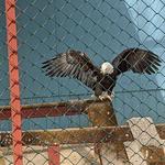 The Raptor Trust