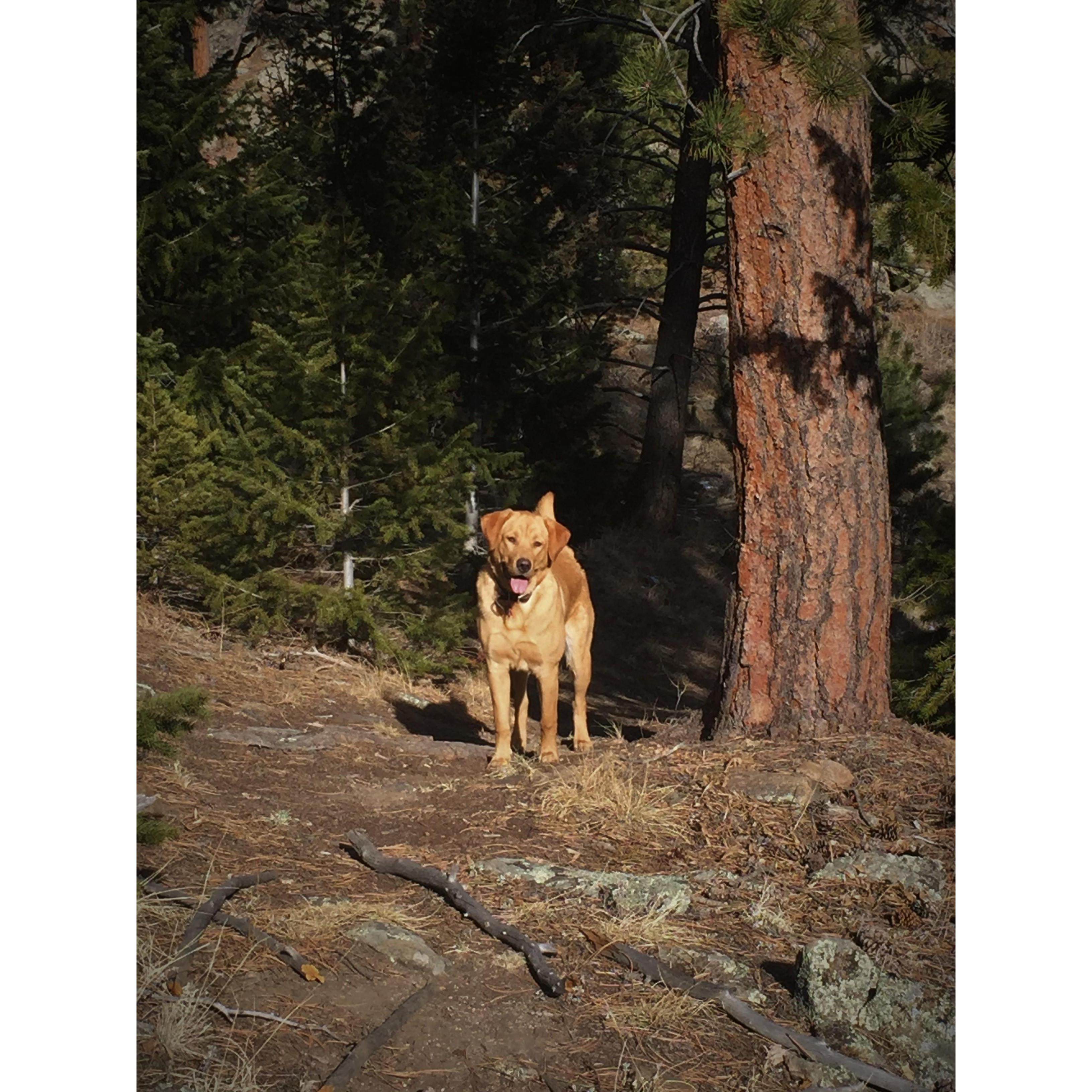 Our newest edition Gus; as at home in the mountains as we are.