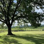 Blenheim Vineyards