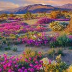 Anza Borrego State Park