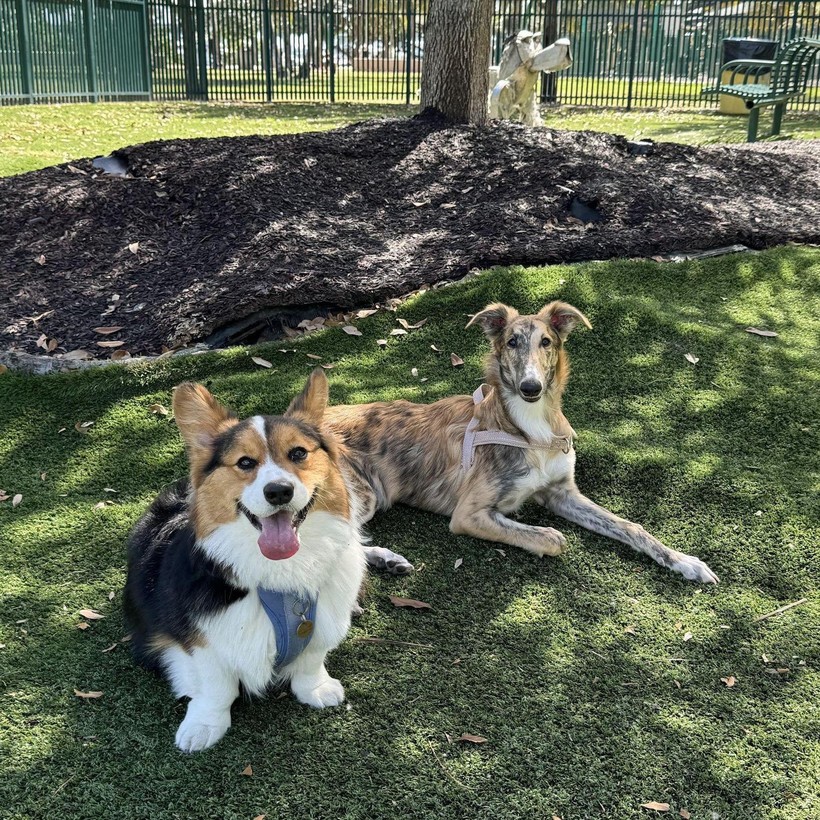 Bo & Grandpaw tired after zoomies at the park