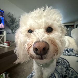 Our Pet Toy Fund