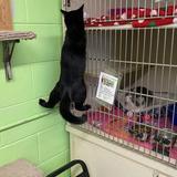 Panhandle Humane Society