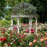 Furman Rose Garden