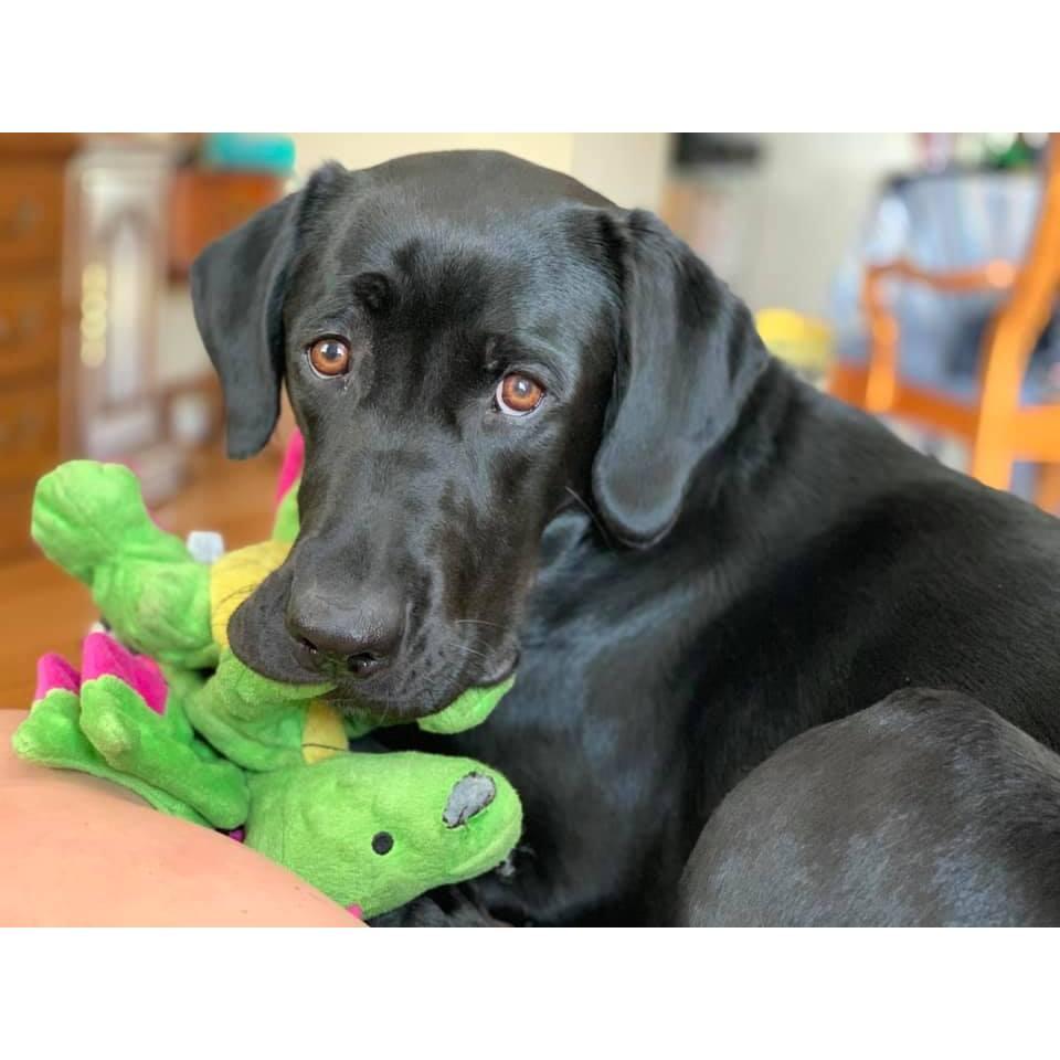 Zozo- John and Sarah's pup, 2021