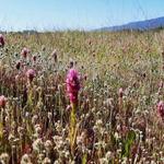 Take a (wildflower) hike!