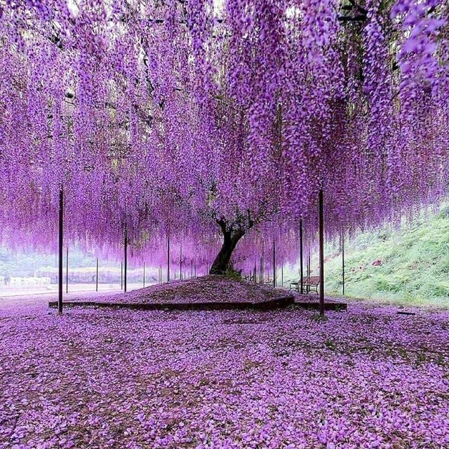 Purple Chinese Wisteria Tree - 6-12" Tall Seedling - 2.5" Pot - Live Plant - Wisteria sinensis