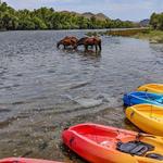 Kayaking the Salt River Foxtail Trip