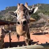 Cheyenne Mountain Zoo