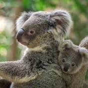 Visit Koala Sanctuary in Cairns, Australia