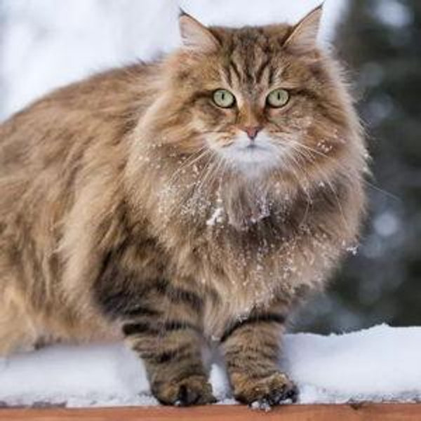 Cam's Hypoallergenic Siberian Cat