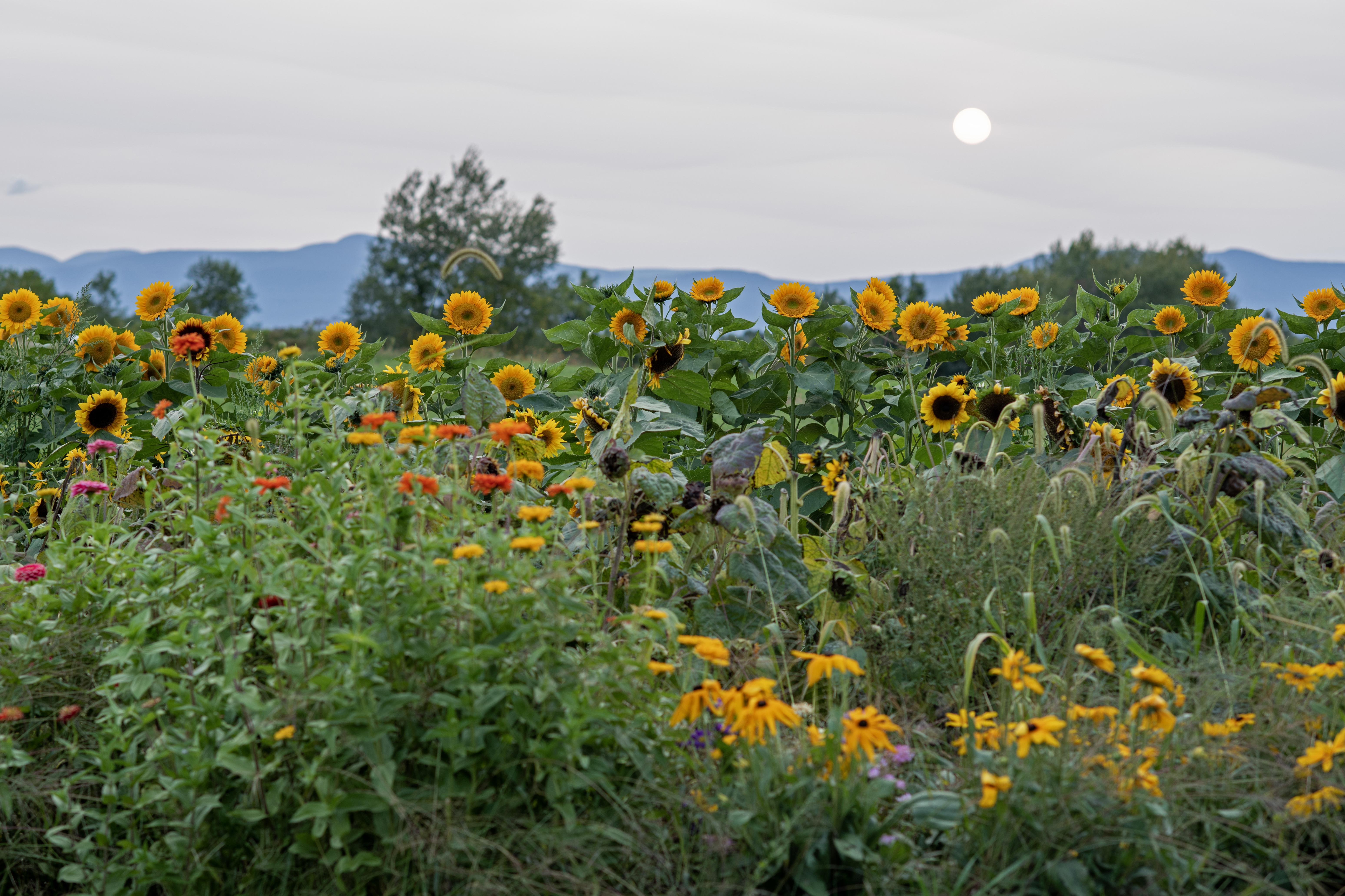 The Wedding Website of Melissa Benjamin and Drew Walton