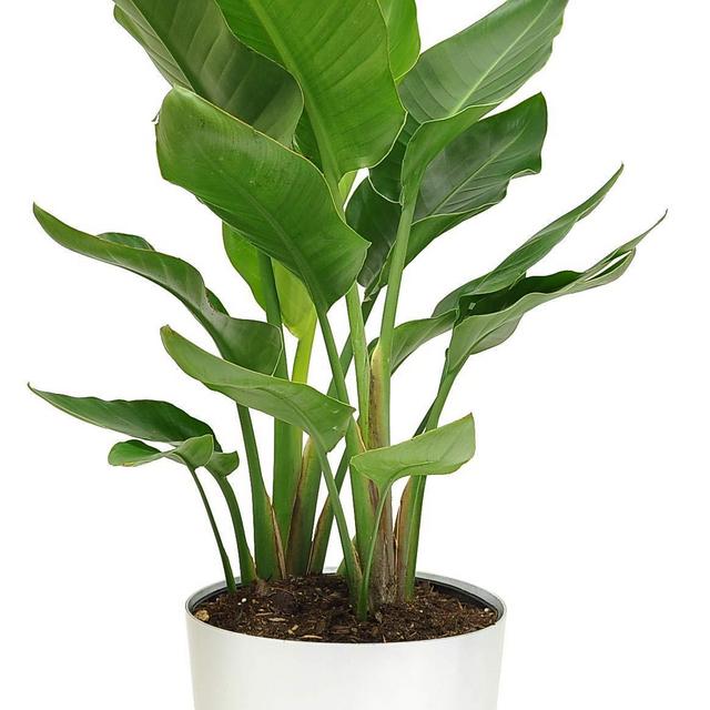 Bird of Paradise Indoor Plant (Live)