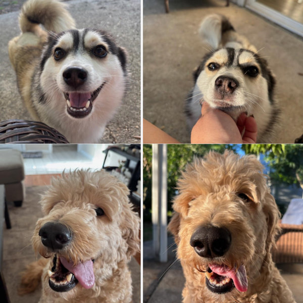 Petsitter for Rosie & Titan