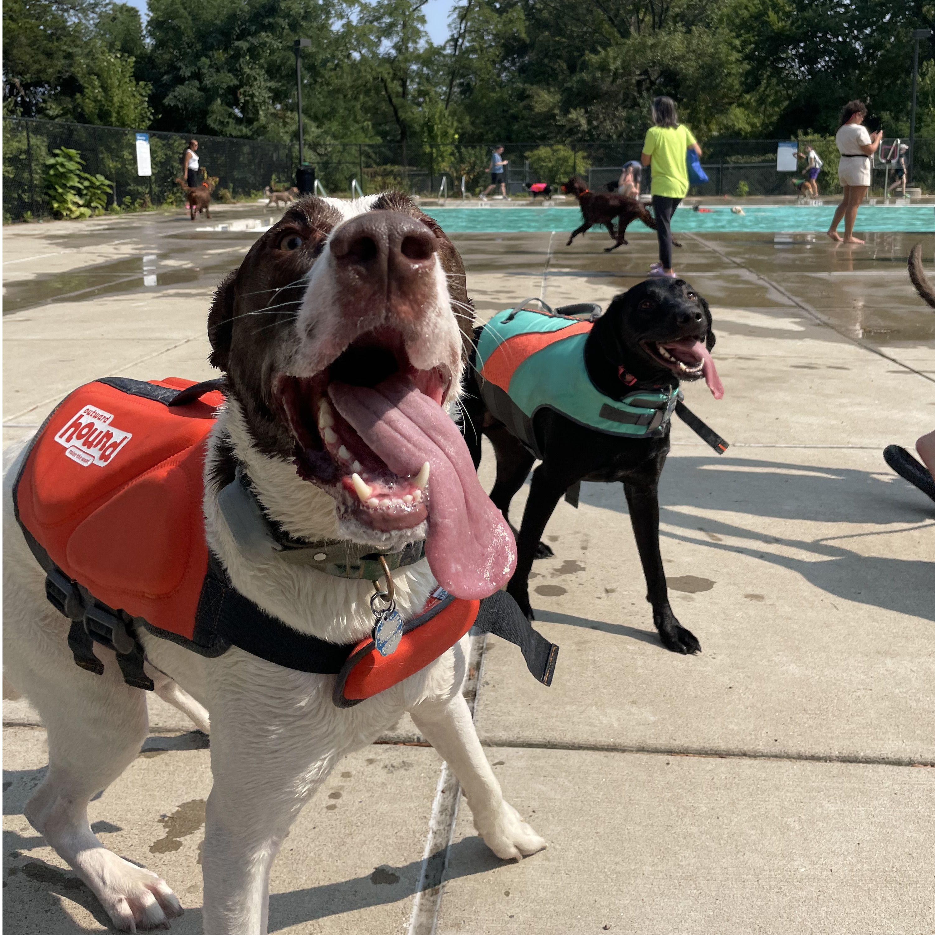 Maura and Stephen met at the dog park- thanks to their dogs Cupid and Piper