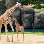 Montgomery Zoo & Mann Wildlife Learning Museum