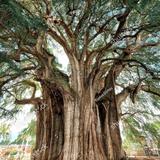 Árbol de tule
