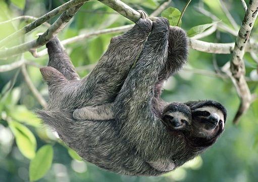 Waterfall Hike and Sloth Tour for Two in Costa Rica