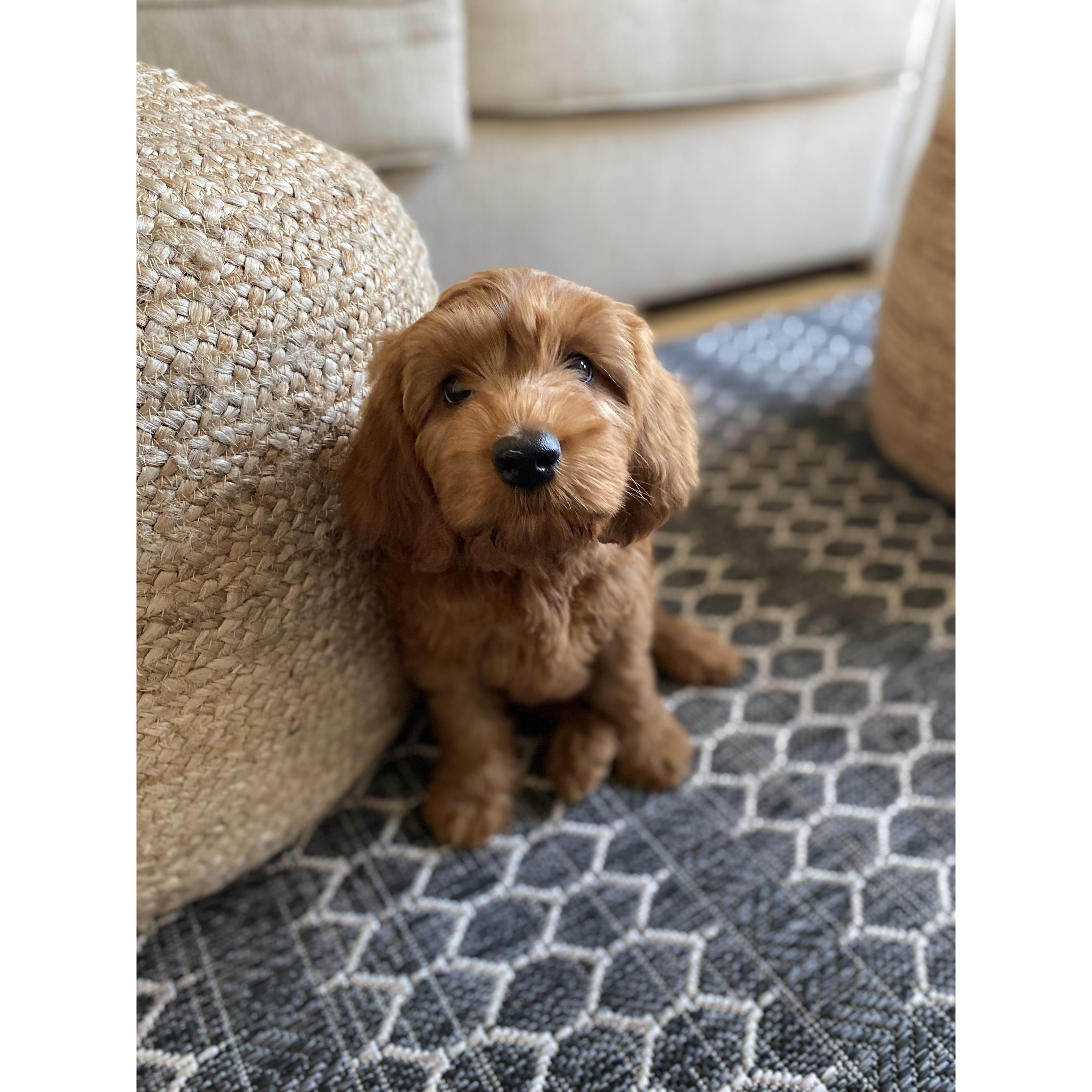 Hoodoo's first day home! July 2021