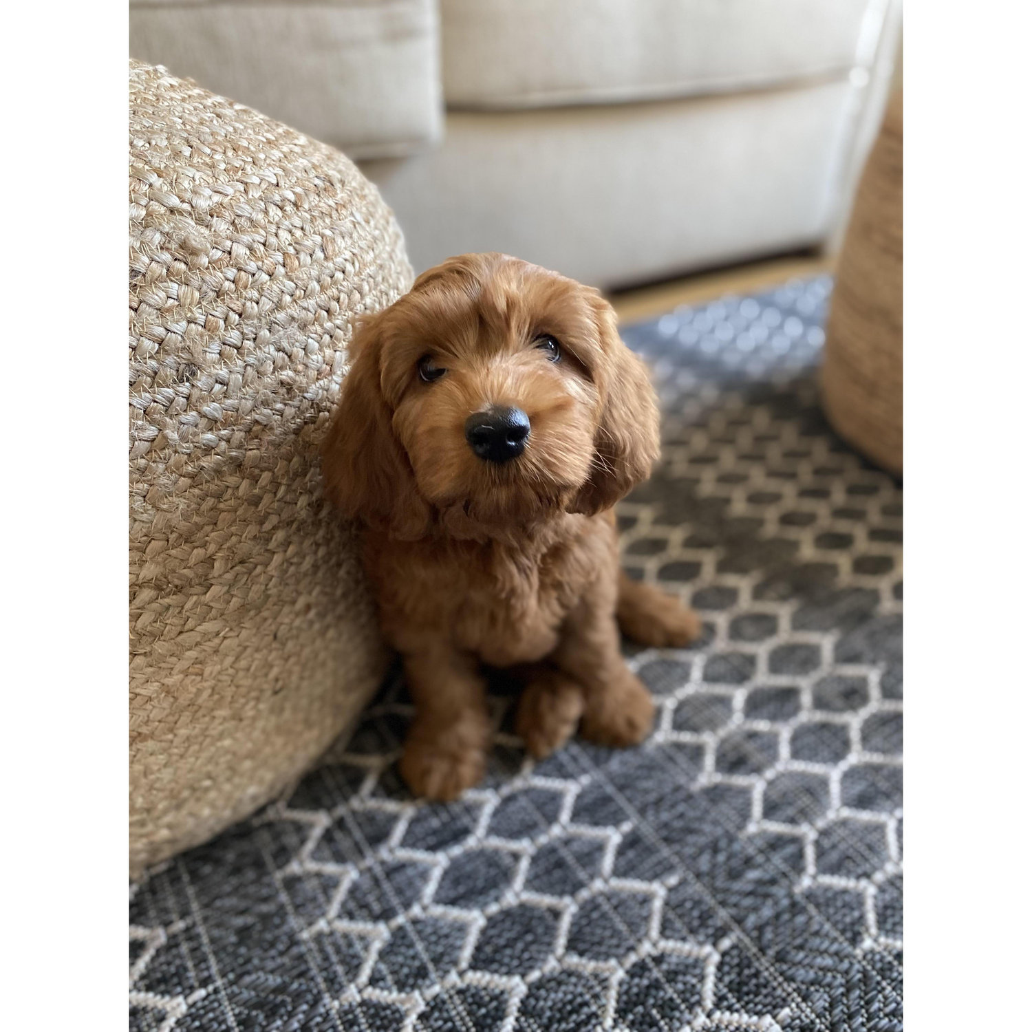 Hoodoo's first day home! July 2021