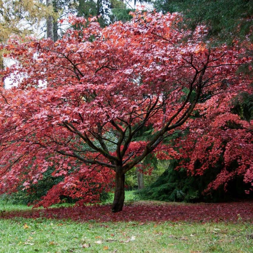 Help us plant 2 new trees!