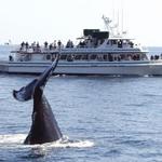 7 Seas Whale Watch