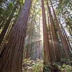 Henry Cowell Redwoods State Park