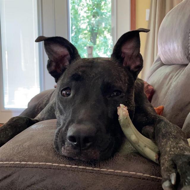 Year's Supply Of Pet Treats