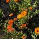 Santa Barbara Botanic Garden