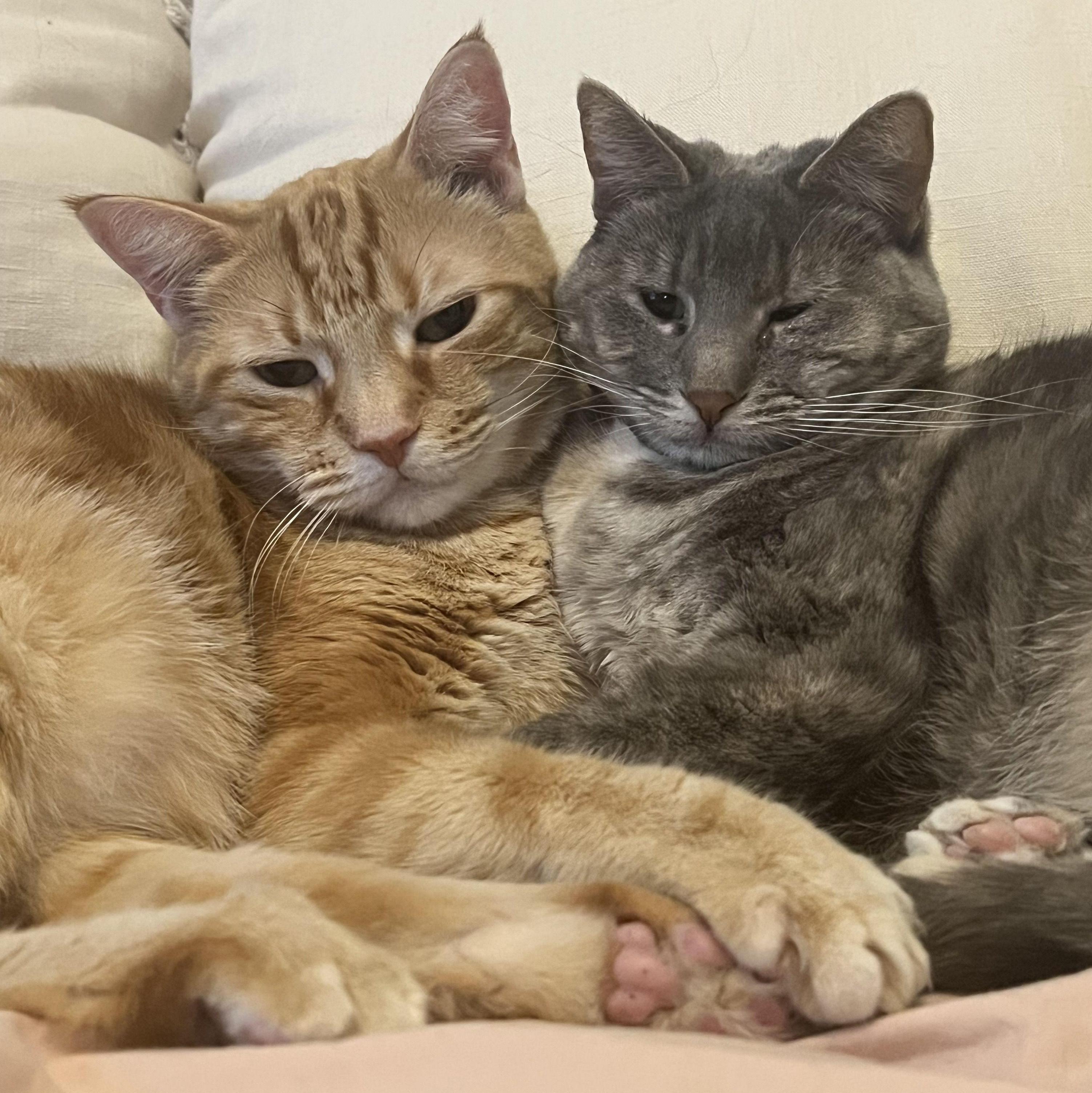 Our fur babies, Albie and Maisy