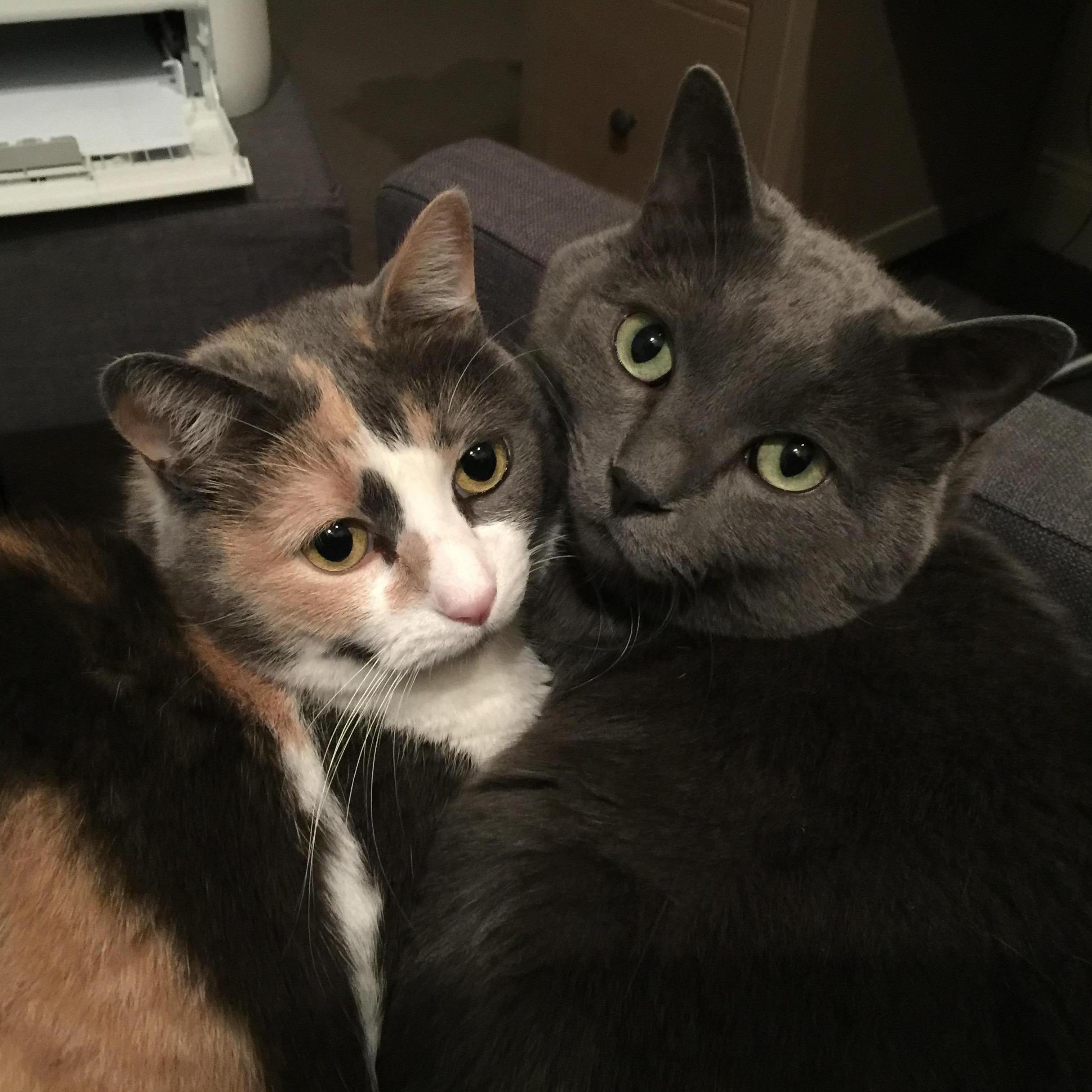 Nathaniel adopted Dorian and Daisy as kittens during medical school.  To our great sadness, Daisy got sick and passed away in 2020.  She is greatly missed by her family.