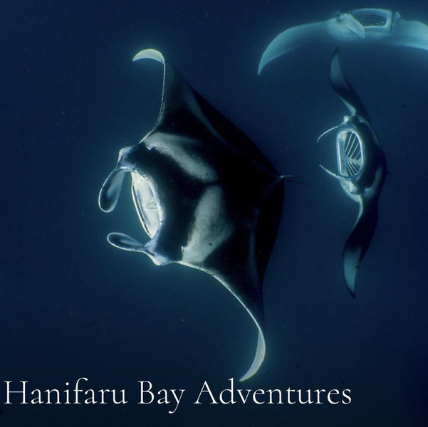Hanifaru Bay Honeymoon Adventure