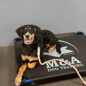 Doggy Board & Train Fund