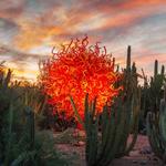 Desert Botanical Garden